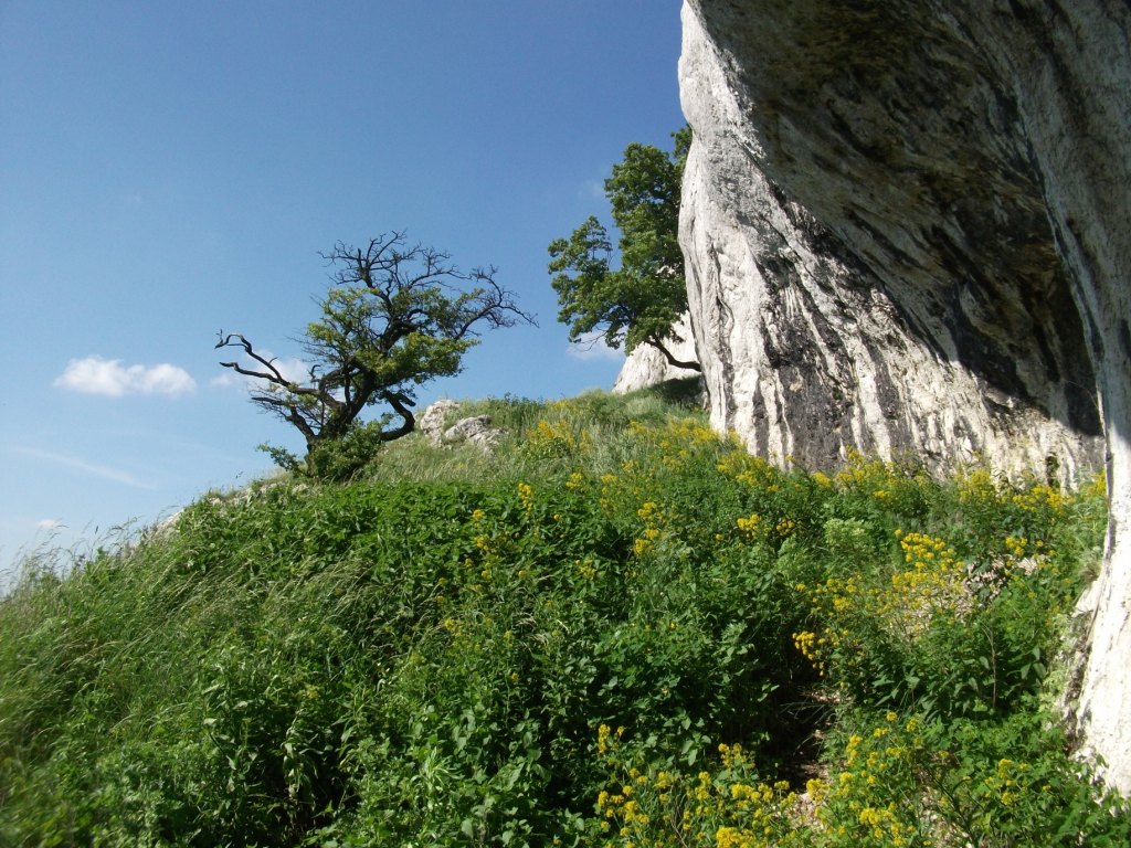 DSCF2271